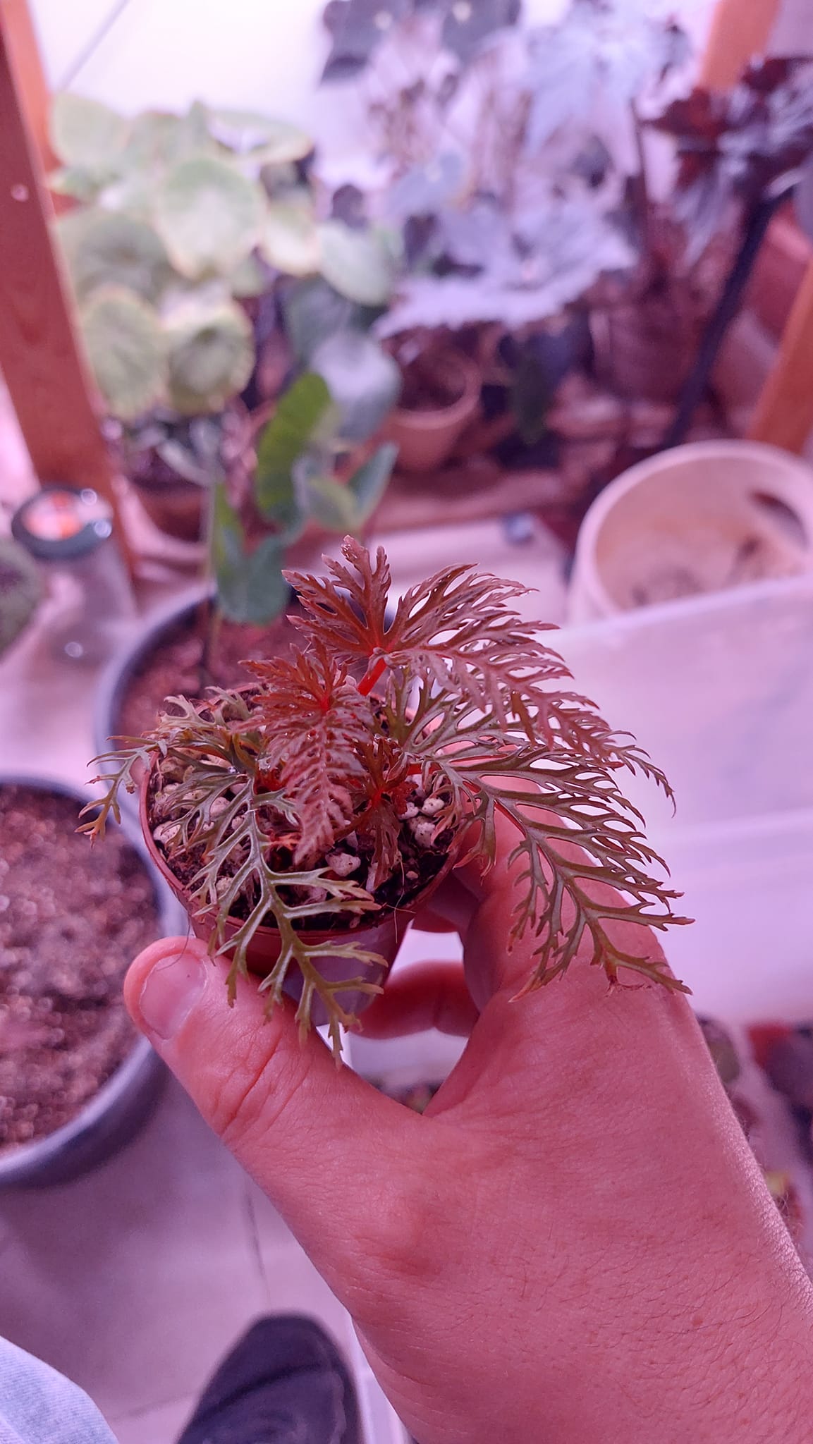 Begonia bipinnatifida